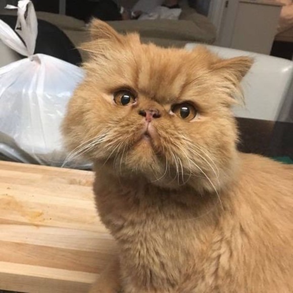 Meet your Posher, Ellen - Picture 1 of 1